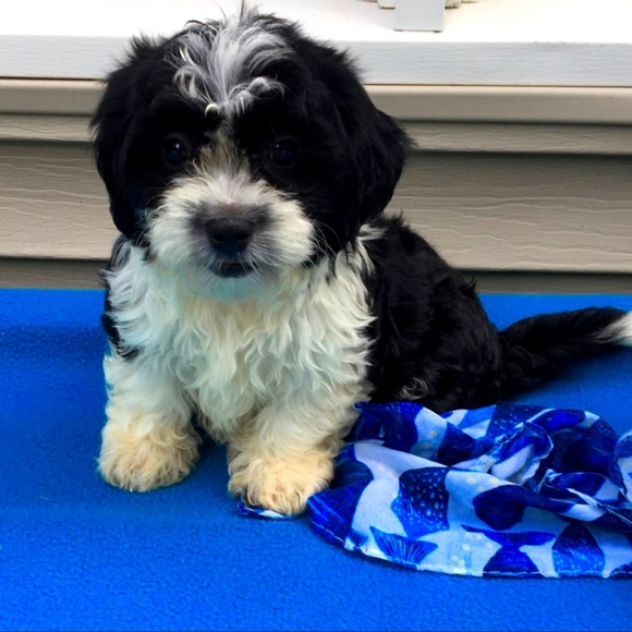 Meet your Posher, Vanessa - Picture 1 of 1